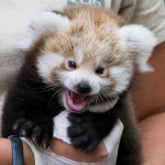 Red Panda Angry