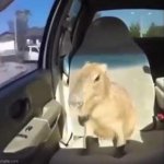 I realized there wasn't an "okay i pull up" template so here it is | image tagged in okay i pull up,capybara,okay get in | made w/ Imgflip meme maker