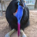 Confused Cassowary template