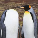 Headless Penguin vs Penguin