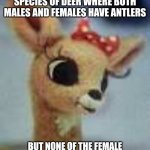 clarice rudolph | REINDEER ARE THE ONLY SPECIES OF DEER WHERE BOTH MALES AND FEMALES HAVE ANTLERS; BUT NONE OF THE FEMALE REINDEER IN RUDOLPH HAVE ANTLERS. | image tagged in clarice rudolph | made w/ Imgflip meme maker