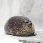 seal