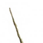 Narwhal Panel 1