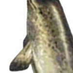 Narwhal Panel 2