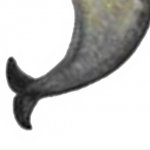 Narwhal Panel 3