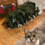 Kitty Tree Crash
