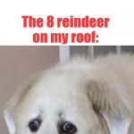 Whoop.s | Me: *Shoots Robber* 
You're not going to break into any more houses! The 8 reindeer on my roof: | image tagged in nervous dog | made w/ Imgflip meme maker