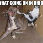 Like seriously man, WHAT? | WHAT GOING ON IN OHIO? | image tagged in get rekt,ohioo,ohio | made w/ Imgflip meme maker