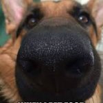 German shepherd but funni | MY DOG; WHEN I EAT FOOD | image tagged in german shepherd but funni | made w/ Imgflip meme maker