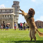 Dog Holding Tower of Pisa