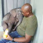 Black man feeding baby elephant
