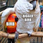 Birb | BIGGER BIRB; BIRB | image tagged in big bird comforting small bird,birb,memes,funny,birds | made w/ Imgflip meme maker