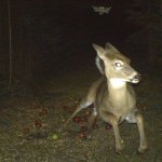 Deer Running from Bat