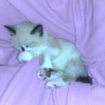 Cute kitten cat sleeping