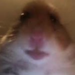 Hamster