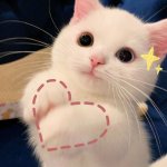 Heart cat