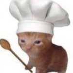 chef cat