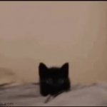 Cat on bed GIF Template