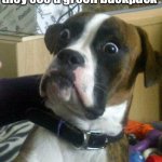 green backpacks | hfjone fans when they see a green backpack | image tagged in funny dog | made w/ Imgflip meme maker