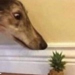 Dog staring at a pineapple template