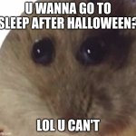 because u eat 2 much candy | U WANNA GO TO SLEEP AFTER HALLOWEEN? LOL U CAN'T | image tagged in hampter,halloween | made w/ Imgflip meme maker