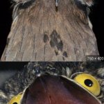 Angry Potoo