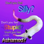 dont you feel silly worm