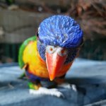 Rainbow Lorikeet