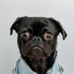 Pug