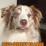 Skeptical Dog Face | I SELF-IDENTIFY AS A DOG
SO THAT I CAN BE RESCUED | image tagged in skeptical dog face | made w/ Imgflip meme maker