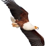 African Fish Eagle