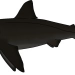 Black Demon Shark