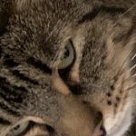 Cat | ANNOYING HUMANS | image tagged in exhausted dude | made w/ Imgflip meme maker