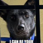 Close up dog meme | HI ANYONE HOME? I CAN BE YOUR DOG. IM LONELY :( | image tagged in close up dog meme | made w/ Imgflip meme maker