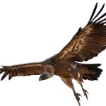 Vulture