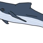 Giglioli's Whale