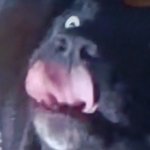 Dog licking lips meme