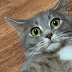 Shocked cat Meme Generator - Imgflip