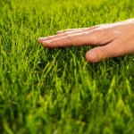 Touchinggrass2