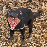 Tasmanian devil