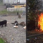 Cats commit arson