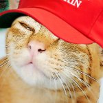 Cool Ultra Cat