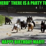 Herd There was a Party | WE "HERD" THERE IS A PARTY TODAY! HAPPY BIRTHDAY MARY! | image tagged in french bulldog charge | made w/ Imgflip meme maker