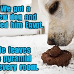 Our new dog | We  got  a  new  dog  and  called  him  Egypt. He  leaves  a  pyramid  in  every  room. | image tagged in new dog,we called him egypt,a pyramid in room,fun | made w/ Imgflip meme maker