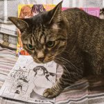 Cat with Doujinshi template