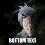 Image Title | BOTTOM TEXT | image tagged in shoebill,bottom text | made w/ Imgflip meme maker