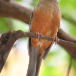 Orange thrush bird
