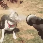 Dog water hose GIF Template