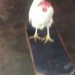 Here is dog on skateboard | image tagged in dog on skateboard | made w/ Imgflip meme maker