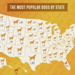 Most popular dogs by state